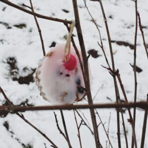 Aktuelles "Vogelfutter" - Vogelfuttertörtchen im Baum