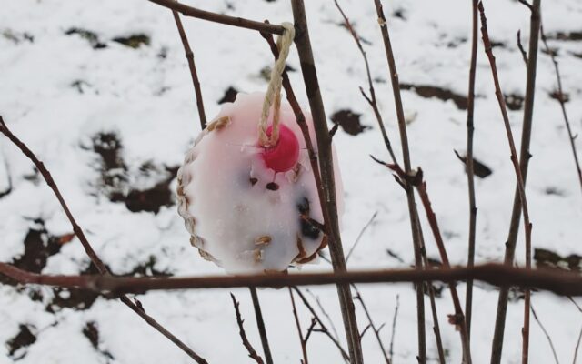 Aktuelles "Vogelfutter" - Vogelfuttertörtchen im Baum