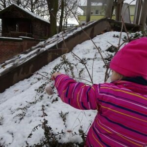 Aktuelles "Vogelfutter" - Mädchen hängt das selbst gebastelte Vogelfutter in den Busch