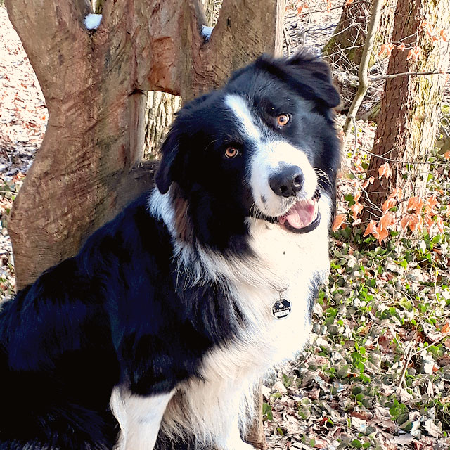 Begleithund Australian Shepherd Rüde Sam