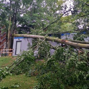 Baum liegt auf dem Container