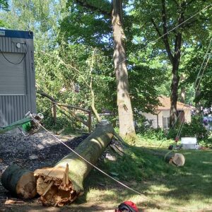 Baum wurde abgesägt