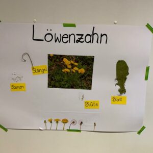 Der Löwenzahn wird genauer beschrieben