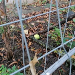 Ein Tennisball wird mit zwei Ästen zu sich bewegt.