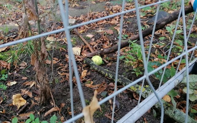 Ein Tennisball wird mit zwei Ästen zu sich bewegt.